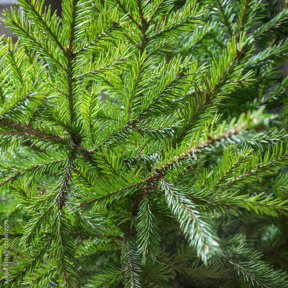 Fototapeta premium Christmas tree branches. Outdoor.Pattern. Close up. Winter.