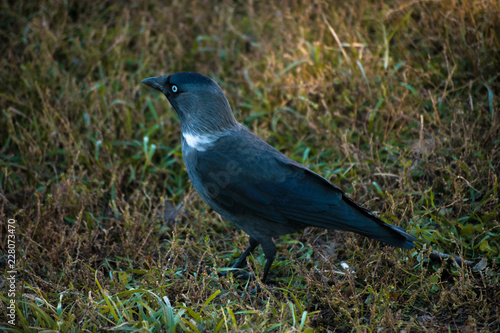 Young gray crow in the grass