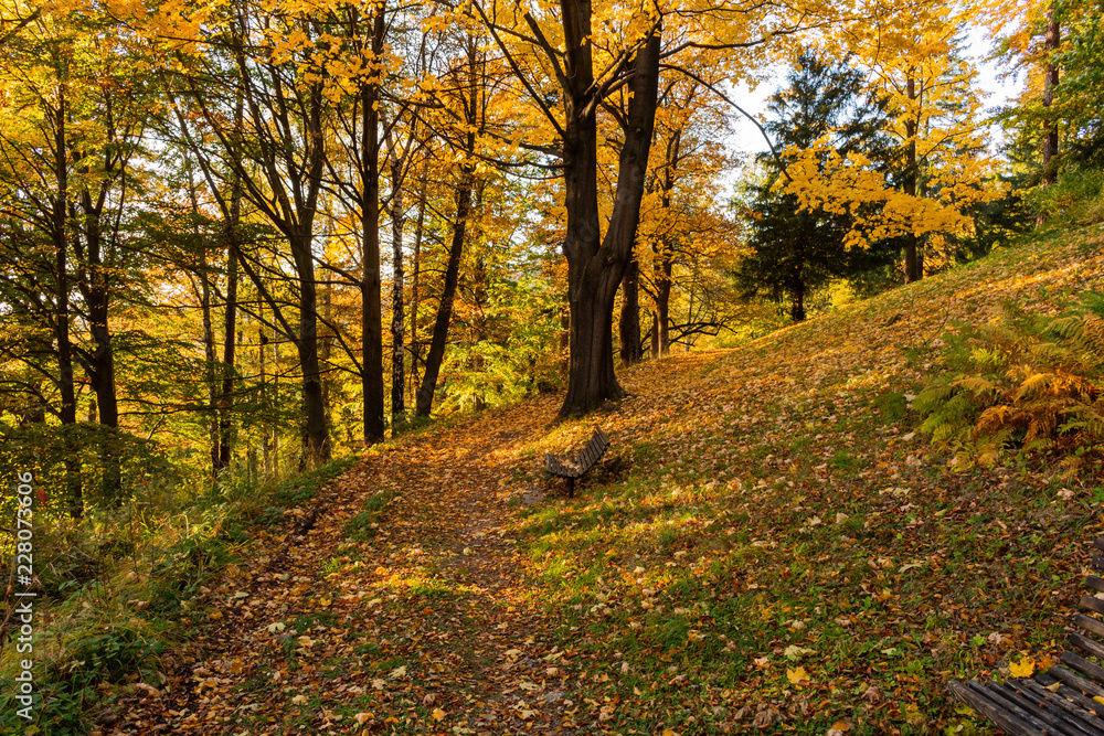 Fototapeta premium Bright green forest natural walkway in sunny day light. Sunshine forest trees. Sun through vivid green forest.
