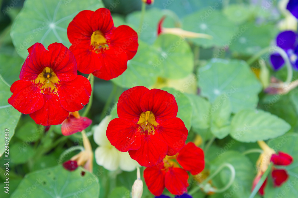 red flower red flower