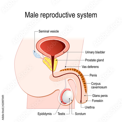 male reproductive system photo