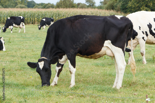 Vaches Holstein au champ en Bretagne