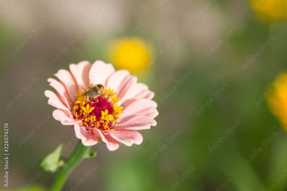 bee on flower bee on flower