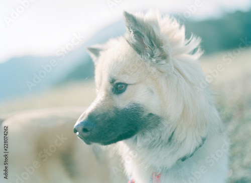 風に吹かれてたそがれる犬 photo