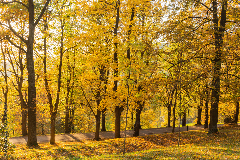 Fototapeta premium Autumn, Fall scene. Beautiful Autumnal park with pathway. Beauty nature scene.