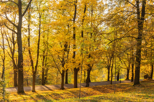 Autumn  Fall scene. Beautiful Autumnal park with pathway. Beauty nature scene.