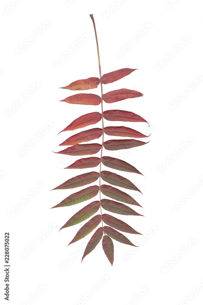 red and multicolor leaves of sumac tree at autumn red and multicolor leaves of sumac tree at autumn