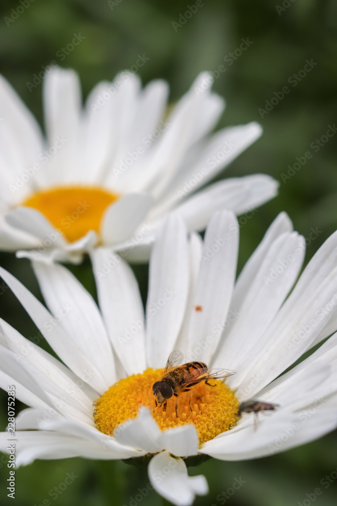 Obraz premium Bee in a white flower