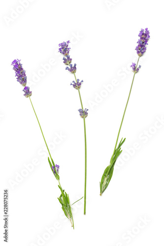 Fototapeta Naklejka Na Ścianę i Meble -  Lavender flowers on white background