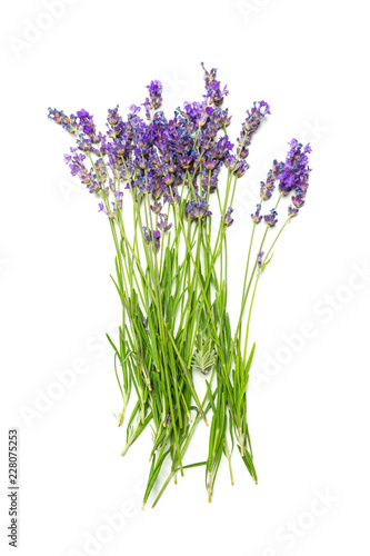 Lavender flowers on white background