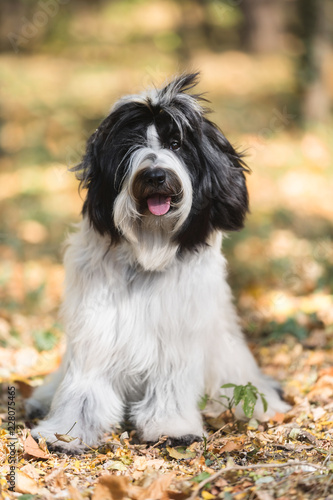 Beautiful Tibetan terrier dog or Tsang Apso, sitting in the forest in an autumn walk, looking at camera, shallow deep of field