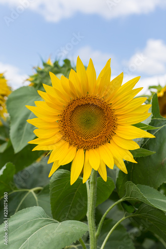 Sunflower natural background.