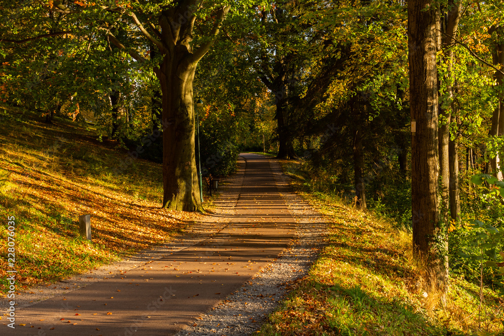 Beautiful autumn landscape with yellow trees,green and sun. Colorful foliage in the park. Falling leaves natural background Beautiful autumn landscape with yellow trees,green and sun. Colorful foliage in the park. Falling leaves natural background