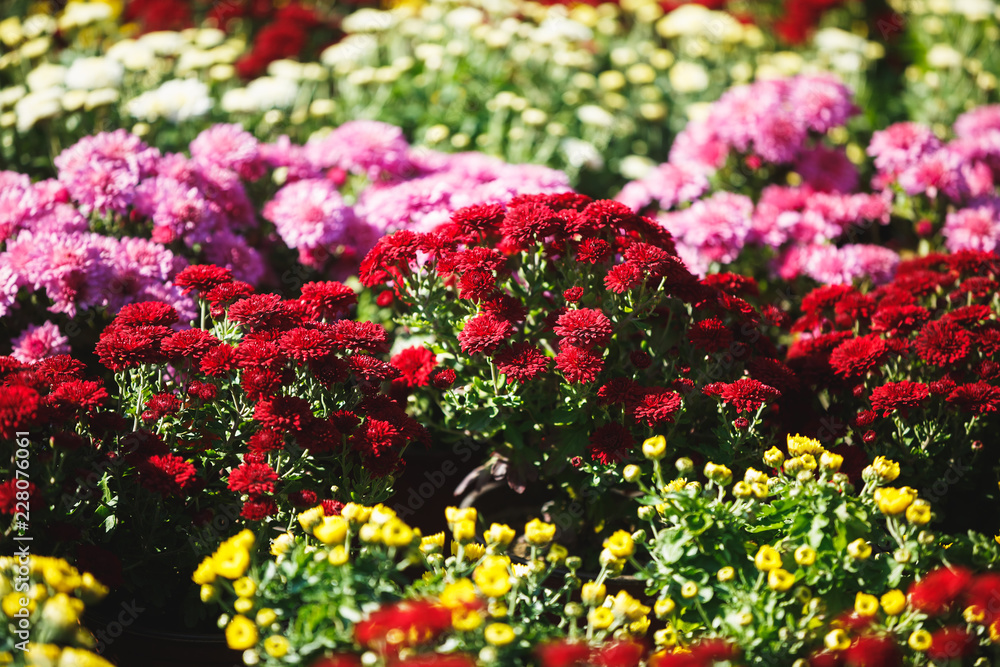 Colorful Chrysanthemums in Autumn. Several potted hardy mums set together at local farmers market, selective focus