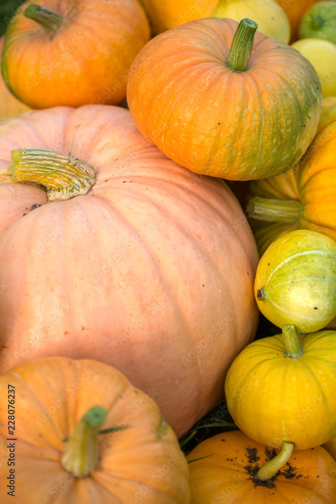 Photo from top of harvest of orange pumpkins Photo from top of harvest of orange pumpkins