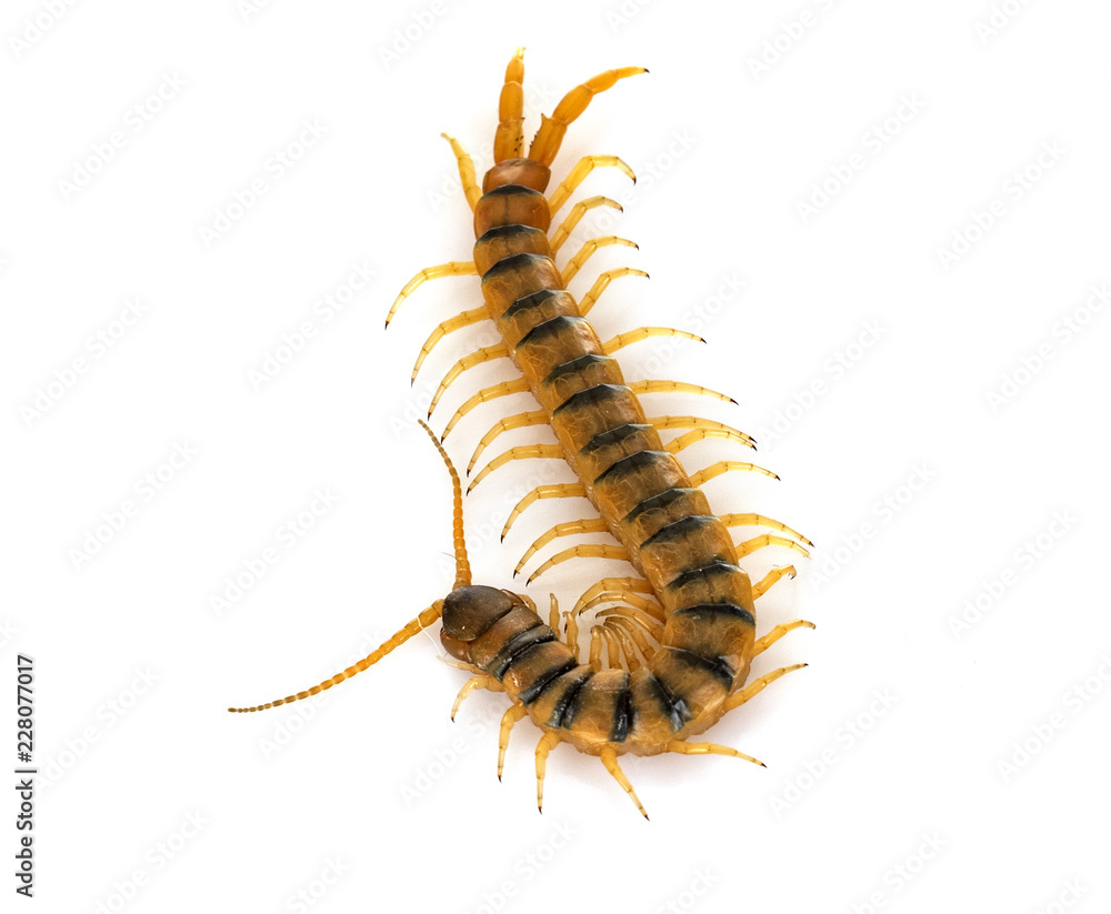 Scolopendra in studio Scolopendra in studio