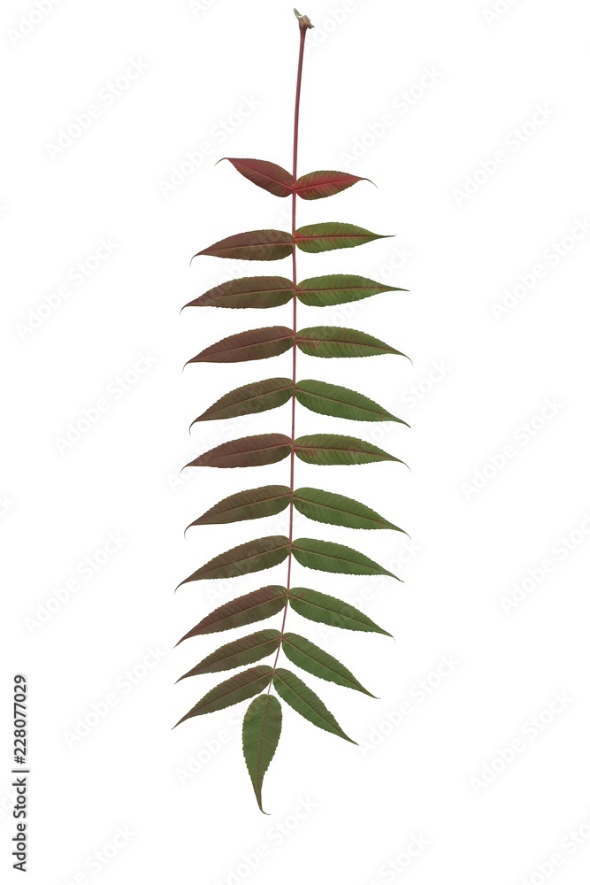 red and multicolor leaves of sumac tree at autumn red and multicolor leaves of sumac tree at autumn