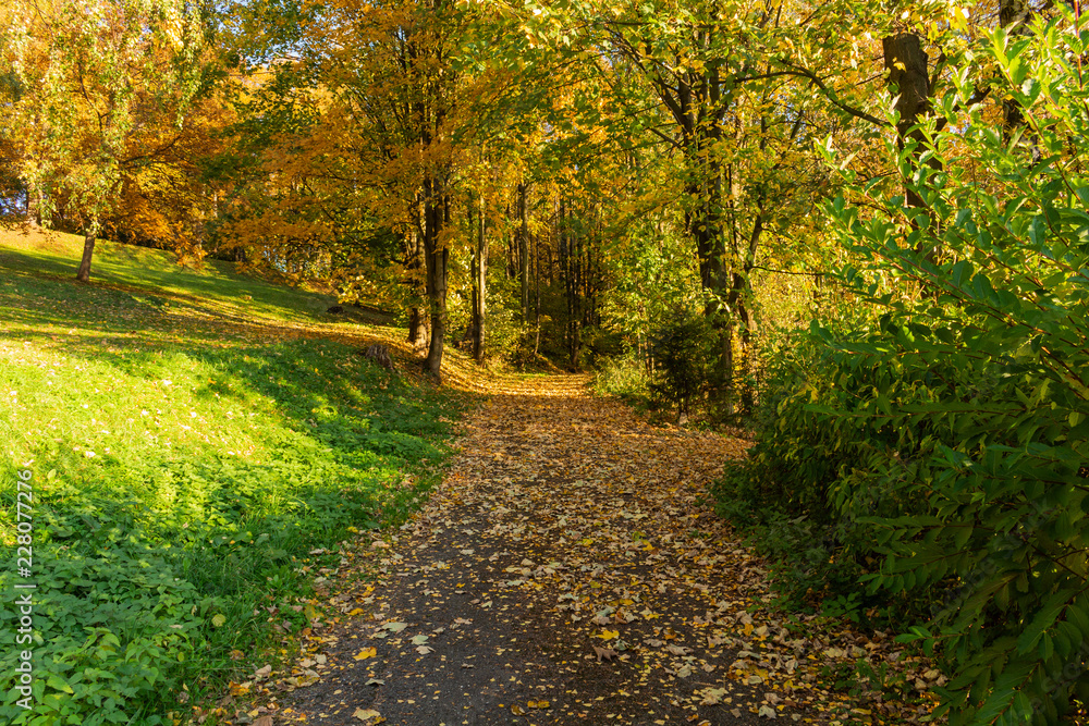 Fototapeta premium Beautiful autumn landscape with yellow trees,green and sun. Colorful foliage in the park. Falling leaves natural background