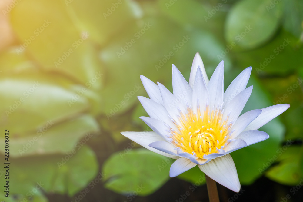 Beautiful white waterlily or lotus flower in pond. The background is the green lotus leaf and beautiful sunlight and sunshine in the morning. Beautiful white waterlily or lotus flower in pond. The background is the green lotus leaf and beautiful sunlight and sunshine in the morning.