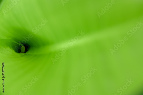 Green leaves for background.