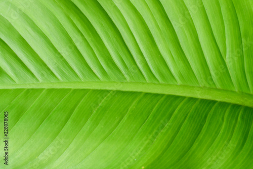Green leaves for background.