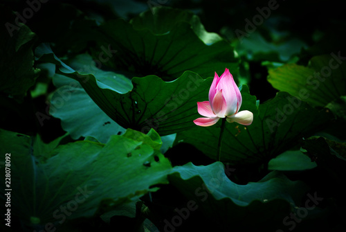 Pink lotus is in the lotus leaf. © Sunisa