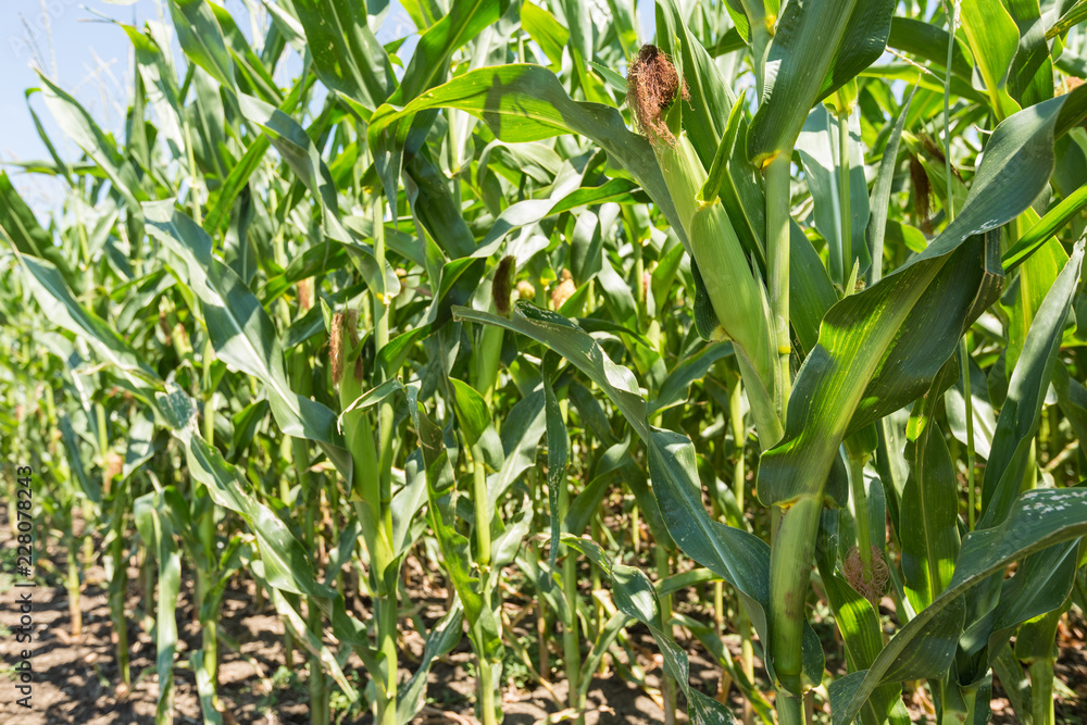 Corn farm. A selective focus picture of corn cob in organic corn field Corn farm. A selective focus picture of corn cob in organic corn field