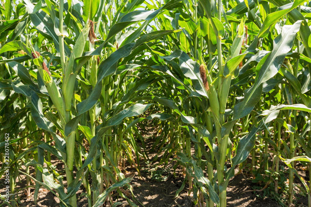 Corn farm. A selective focus picture of corn cob in organic corn field Corn farm. A selective focus picture of corn cob in organic corn field