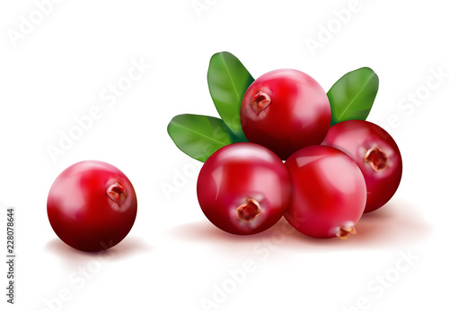 Ripe red cranberries with leaves. Vector illustration