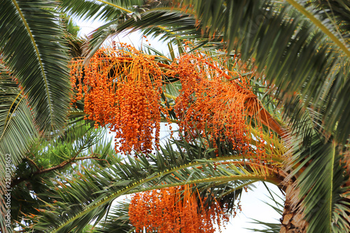 Palm tree with bright orange fruits