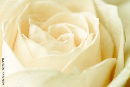 Close up of a white cream rose