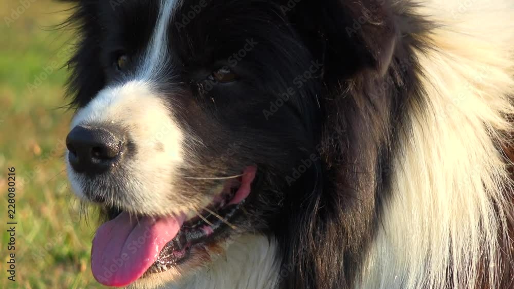 A Border Collie breathes rapidly and stands in a meadow - closeup A Border Collie breathes rapidly and stands in a meadow - closeup