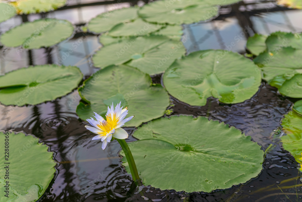 スイレンの花 スイレンの花