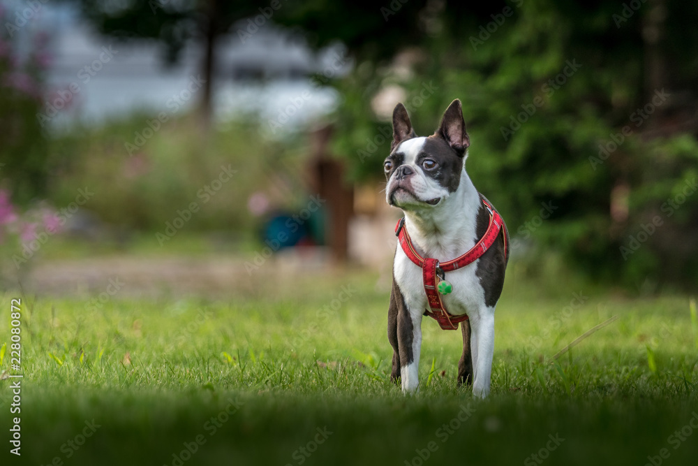 Boston Terrier in Park