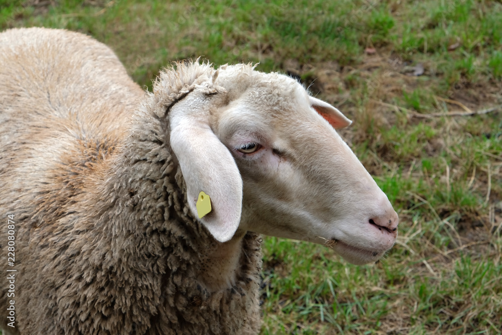 Obraz premium Tierhaltung in Bayern