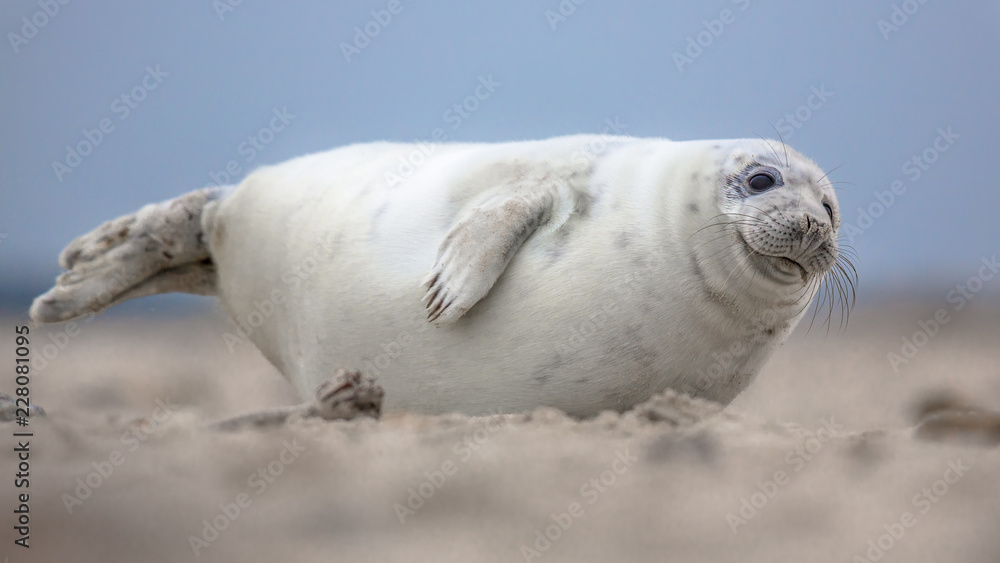 Naklejka premium Cute puppy harbor seal