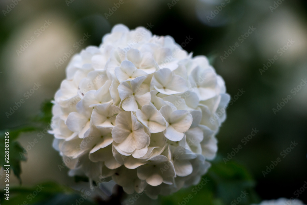 Hydrangea. White flower of Hydrangea in spring. Hydrangea. White flower of Hydrangea in spring.