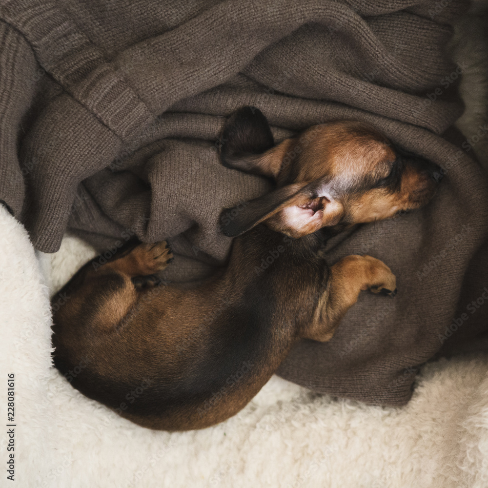 Longhair dachshund puppy asleep on a bed. Longhair dachshund puppy asleep on a bed.