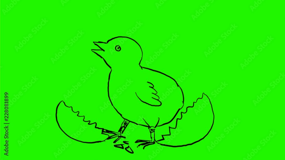 2d Animation motion graphics showing a drawing of a chick cracking hatching out of egg on white and green screen with alpha matte in HD high definition. 2d Animation motion graphics showing a drawing of a chick cracking hatching out of egg on white and green screen with alpha matte in HD high definition.