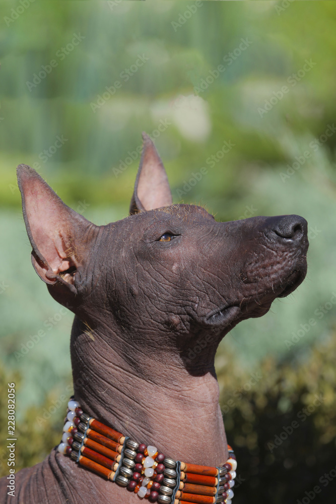 The head of Xoloitzcuintle dog (Mexican Hairless dog) in hand-made collar in Indian style. Outdoors, green blurred background, close-up. Standard size of breed. Portrait of a beautiful dog.