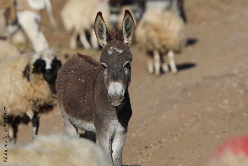 sheep and donkey