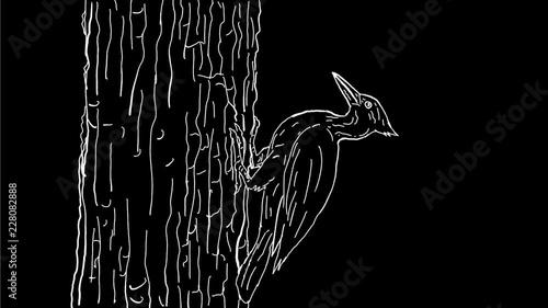 2d Animation motion graphics showing a drawing of a woodpecker pecking on tree trunk viewed from side on white and green screen with alpha matte in HD high definition.