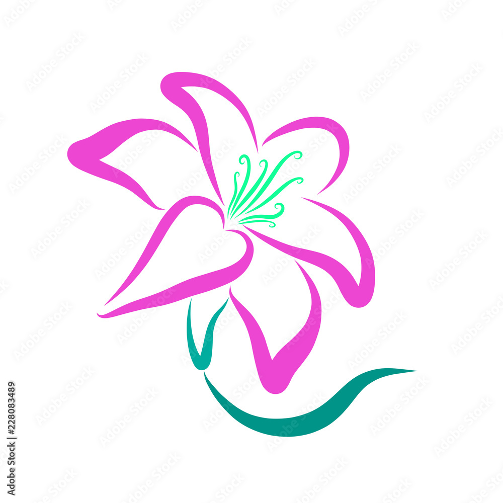 Pink graceful lily, on a white background, pattern Pink graceful lily, on a white background, pattern