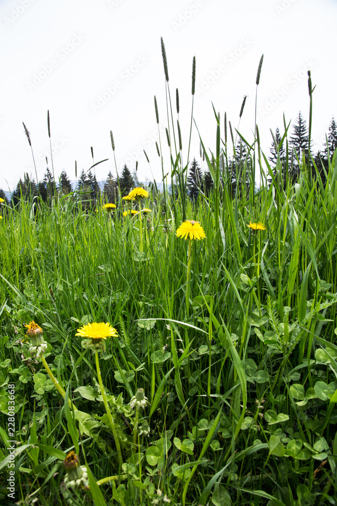meadow with lion's tooth viewed in frog's eye perspective