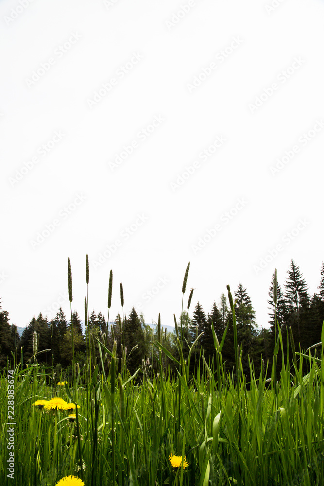 frog's eye perspective in dandelion meadow
