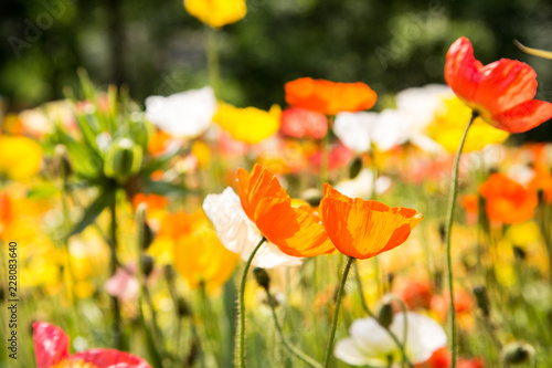 alpine poppies macro shot