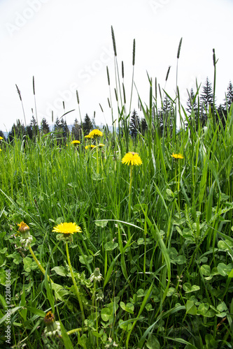 Obraz na płótnie meadow with lion's tooth viewed in frog's eye perspective w salonie