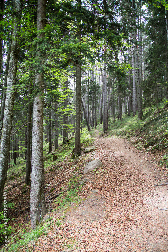pathway in the south tyrolian woods near Meran