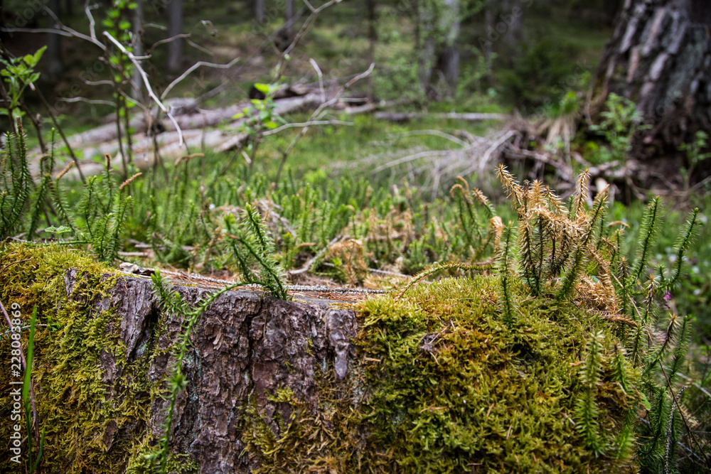 tiny ferns and moss growing on old tree trunk