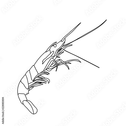 shrimp sketch, outline